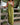 Wide Leg Linen Sleeveless Dungaree Casual Jumpsuit
