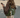 Tassel Suede Jacket – Women's Everyday Jacket